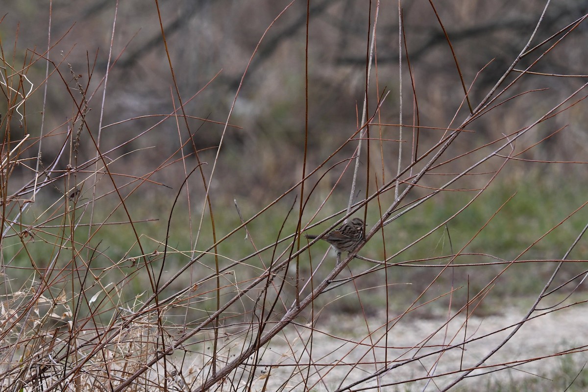 Song Sparrow - ML646822336