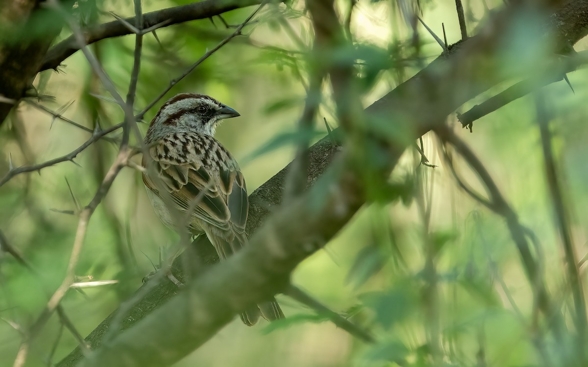 Yungas Sparrow - ML646822337