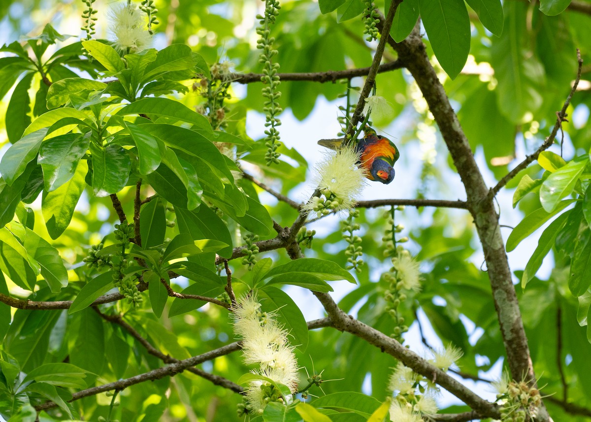 Радужный лорикет - ML646822342