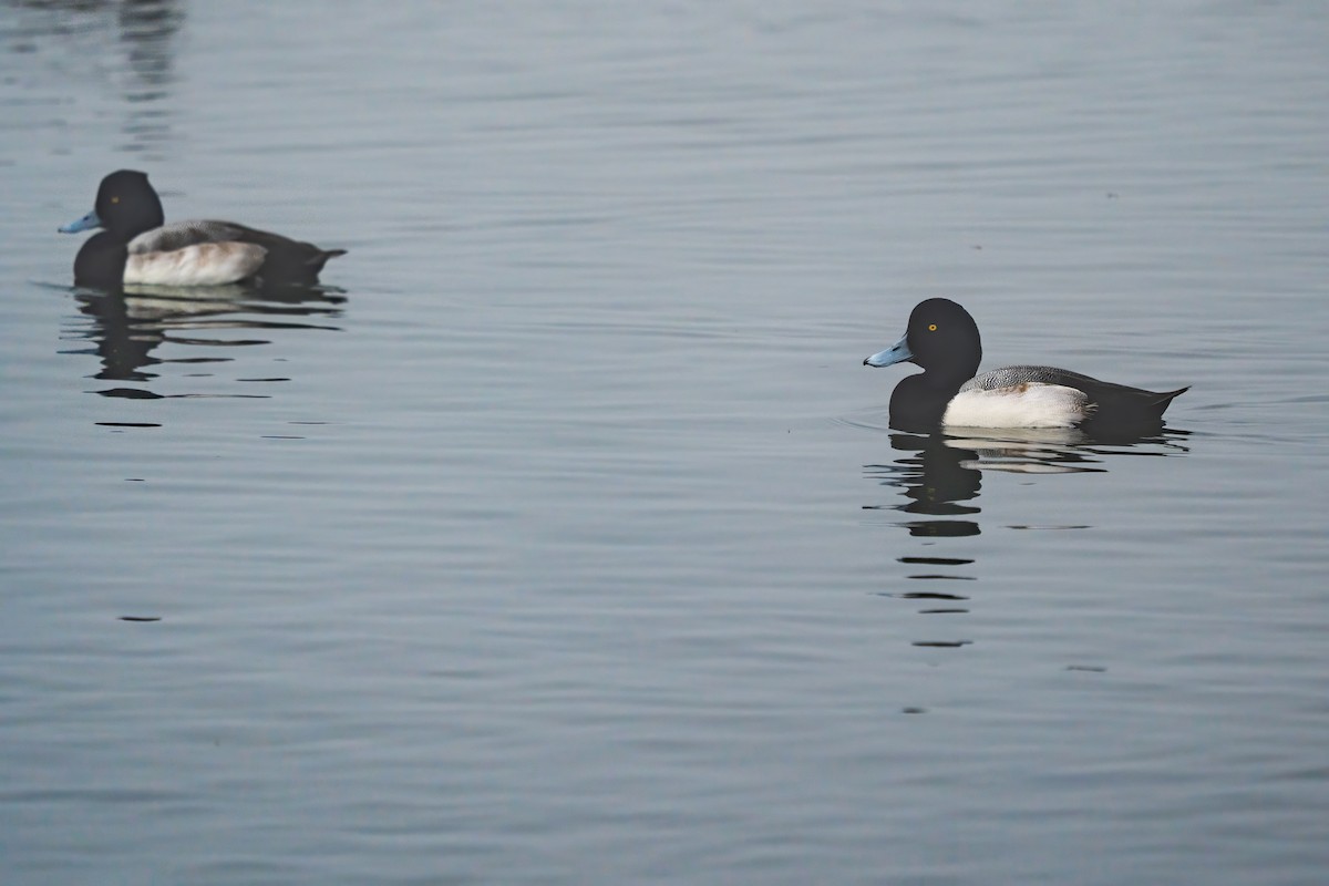 Greater Scaup - ML646822344