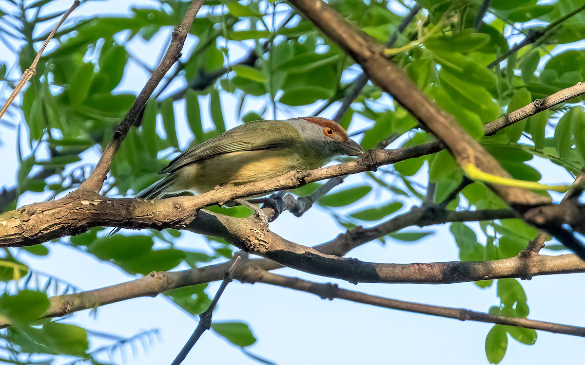 Віреон рудобровий - ML646822360