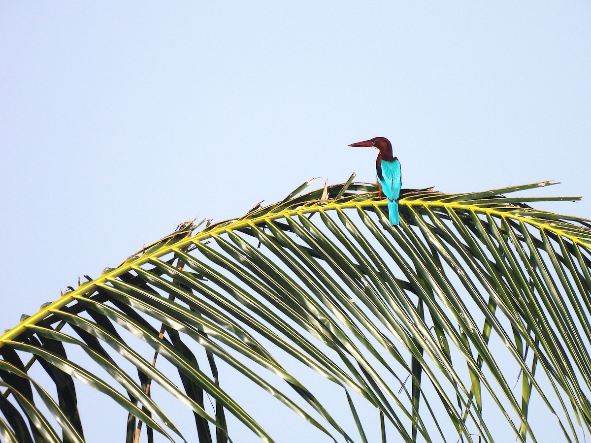 White-throated Kingfisher - ML646822361