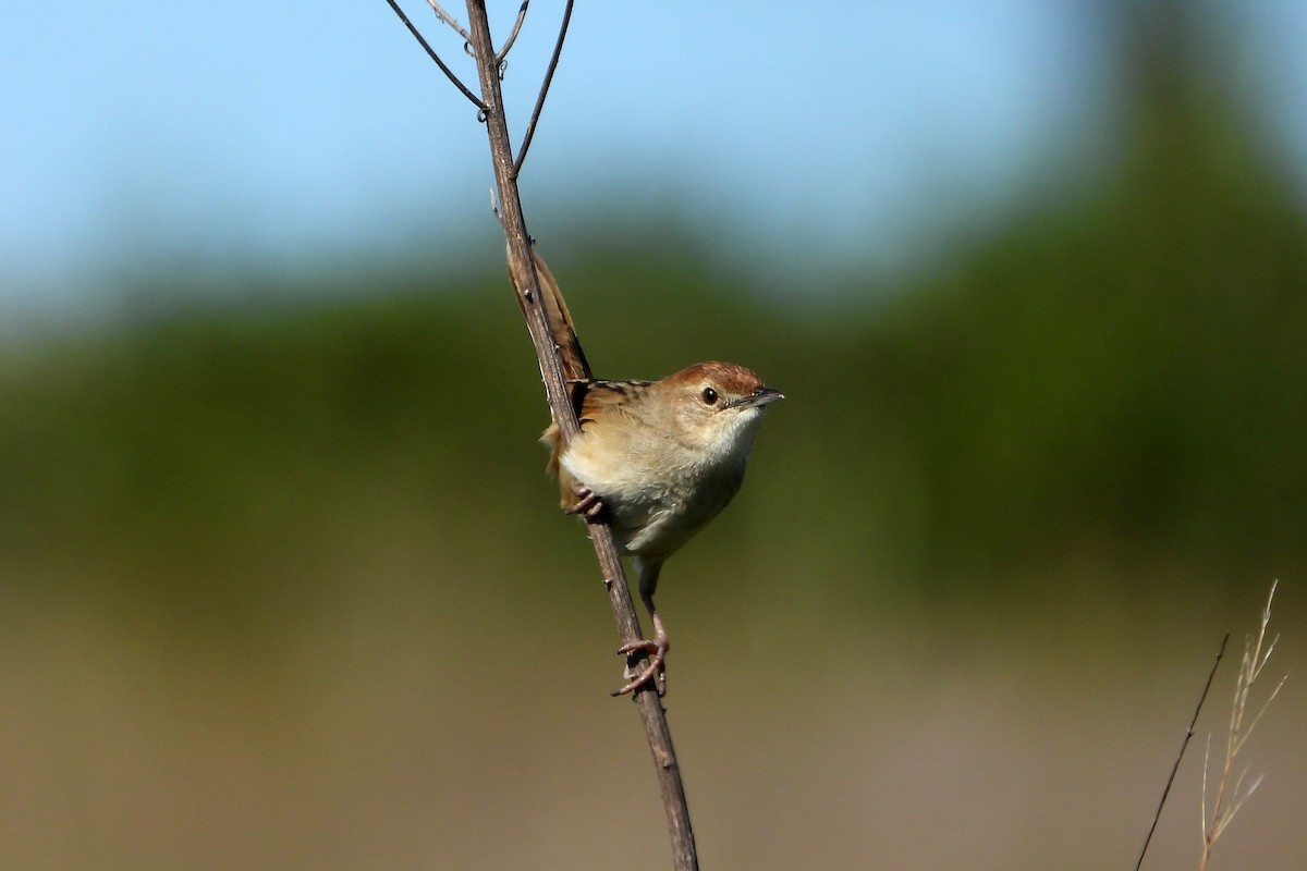 Mégalure fauve - ML646822362