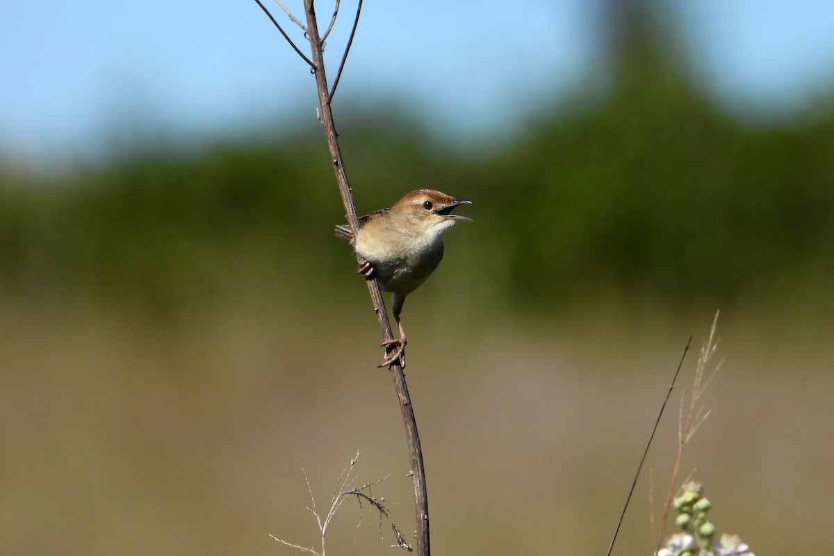 Mégalure fauve - ML646822363