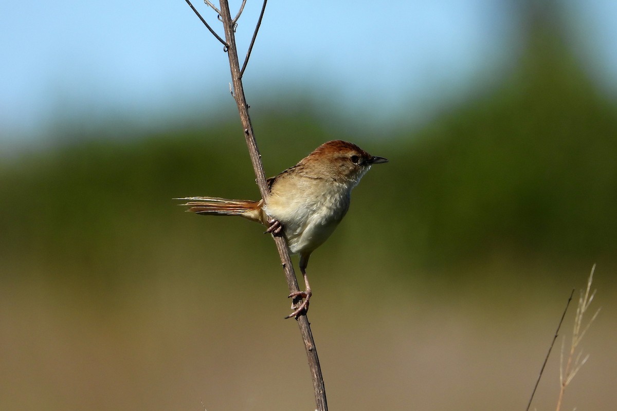 Mégalure fauve - ML646822364