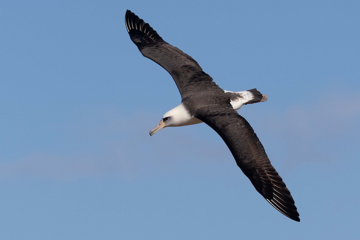 Laysan Albatross - ML646822370