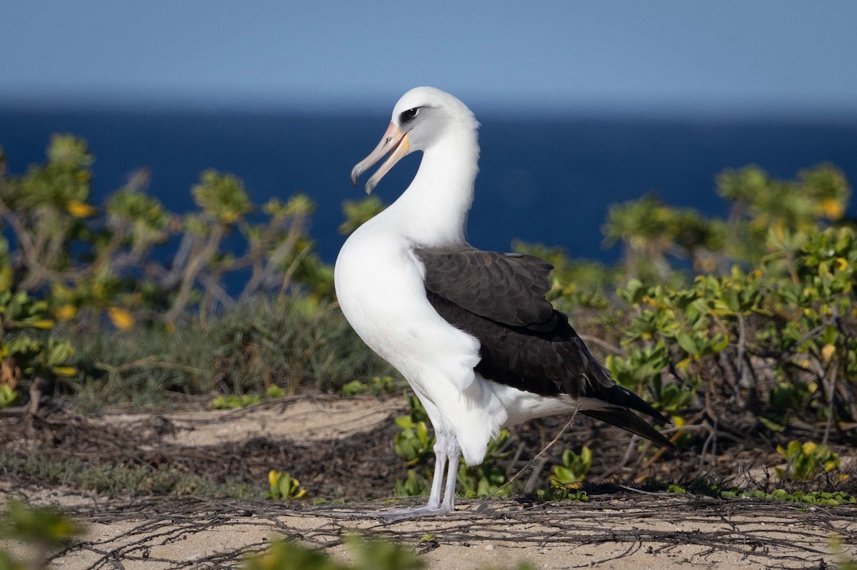 Laysan Albatross - ML646822371