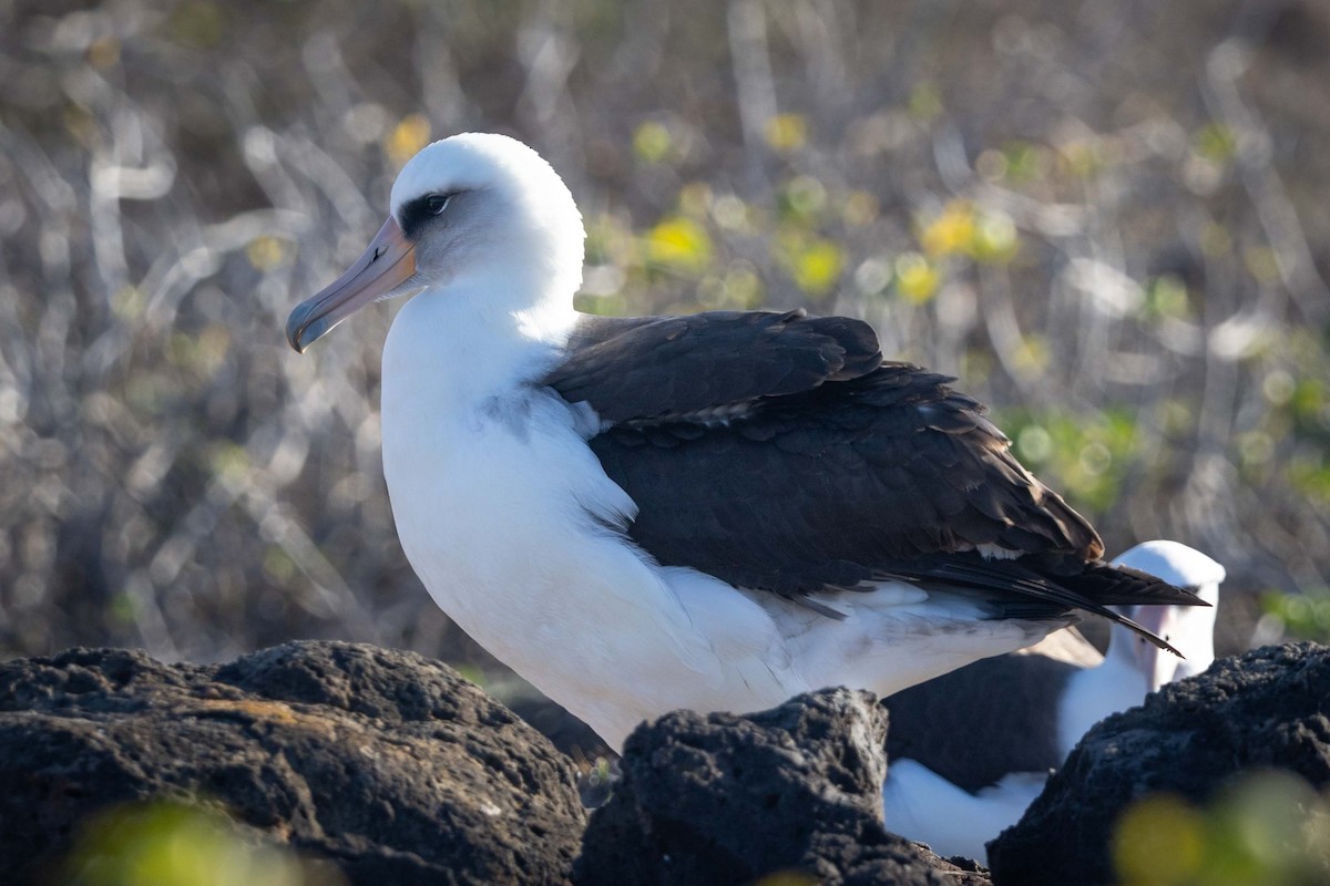 Laysan Albatross - ML646822372