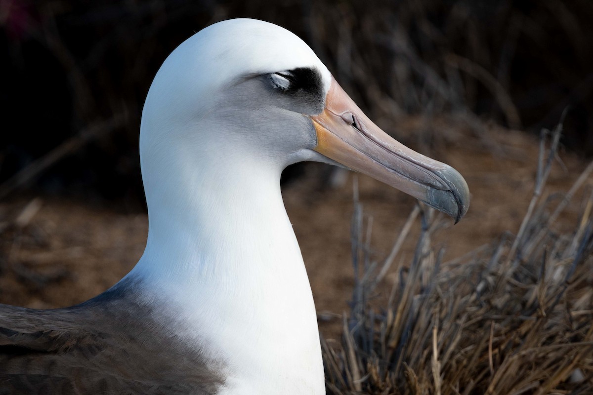 Laysan Albatross - ML646822373