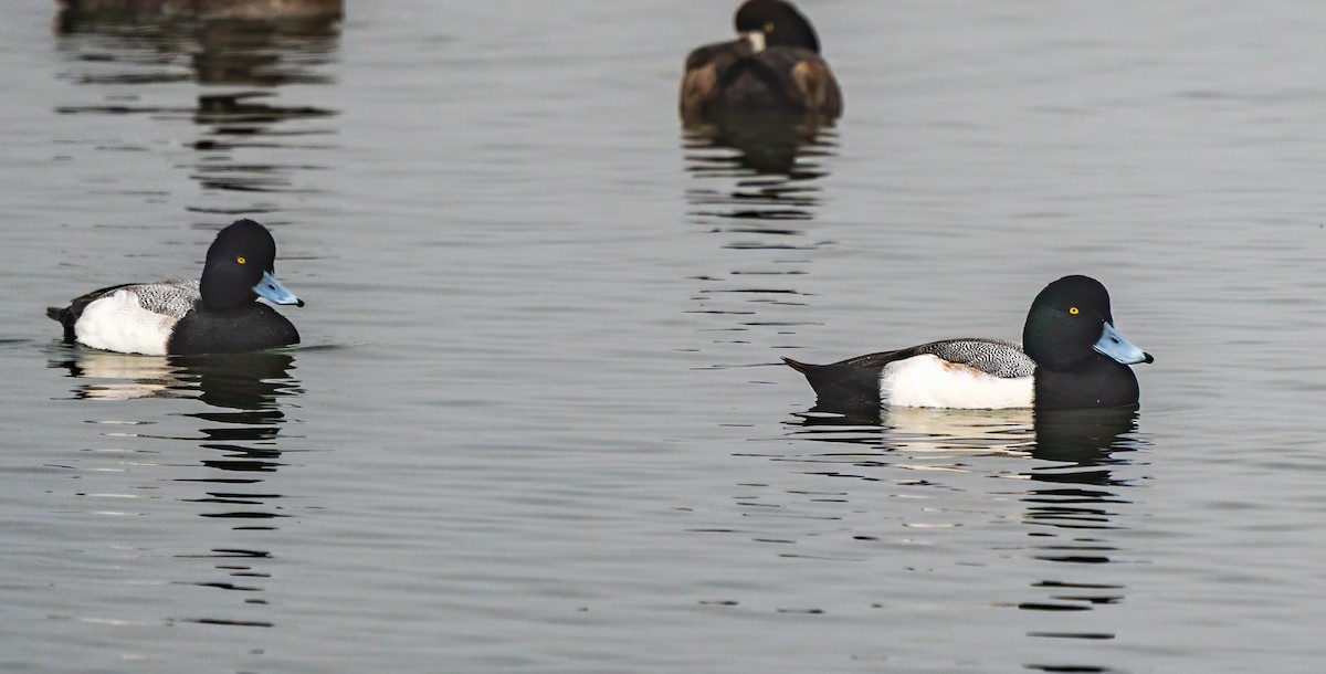 Greater Scaup - ML646822376