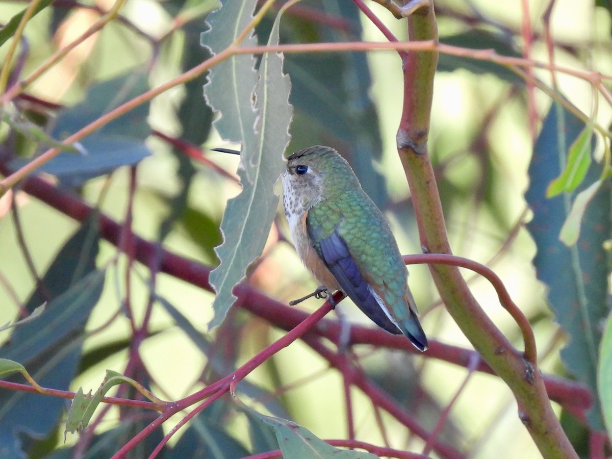 Allen's Hummingbird - ML646822384