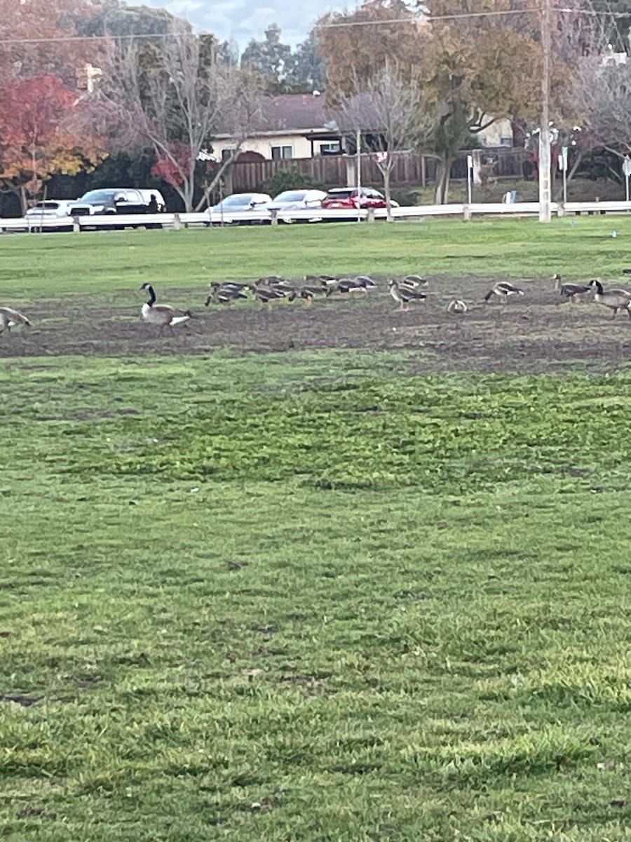 Greater White-fronted Goose - ML646822409