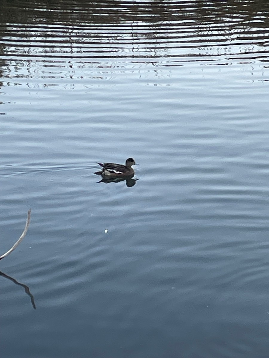 Canard d'Amérique - ML646822415