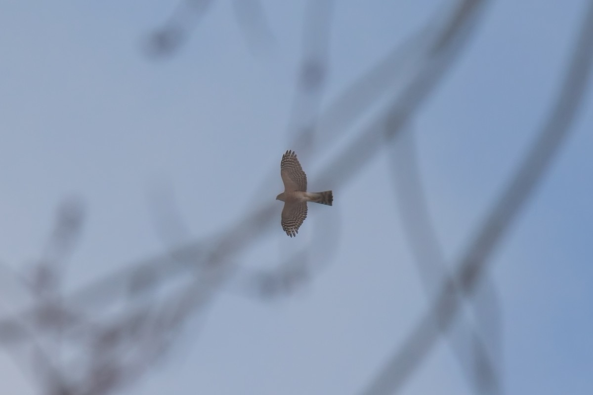 krahujec americký - ML646822416