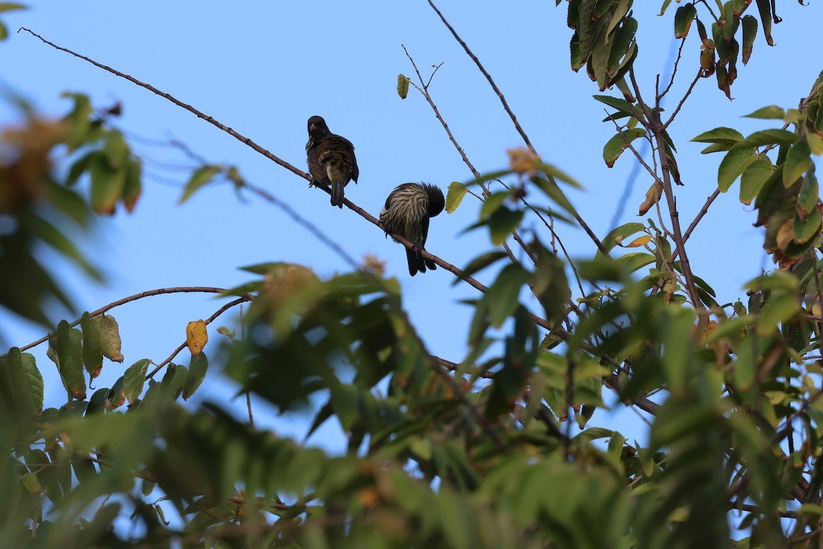 Sigua Palmera - ML646822423