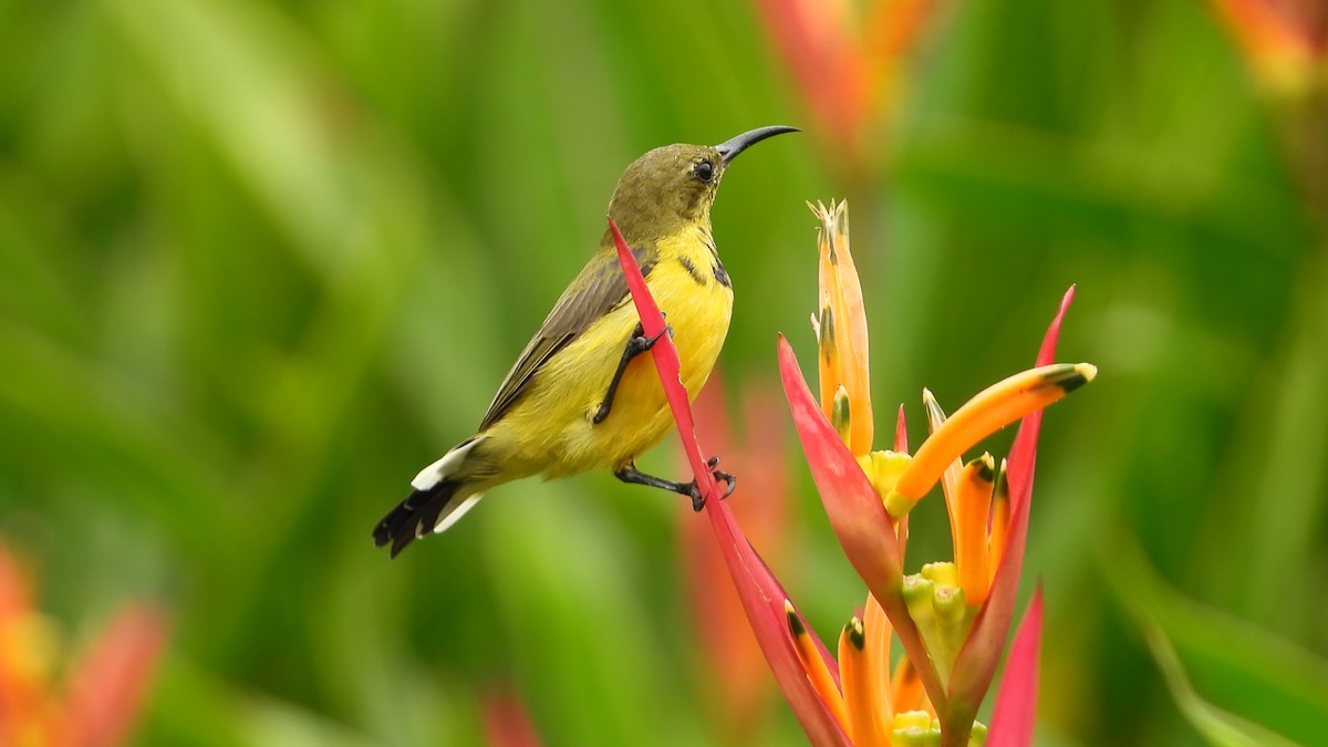 Ornate Sunbird - ML646822424
