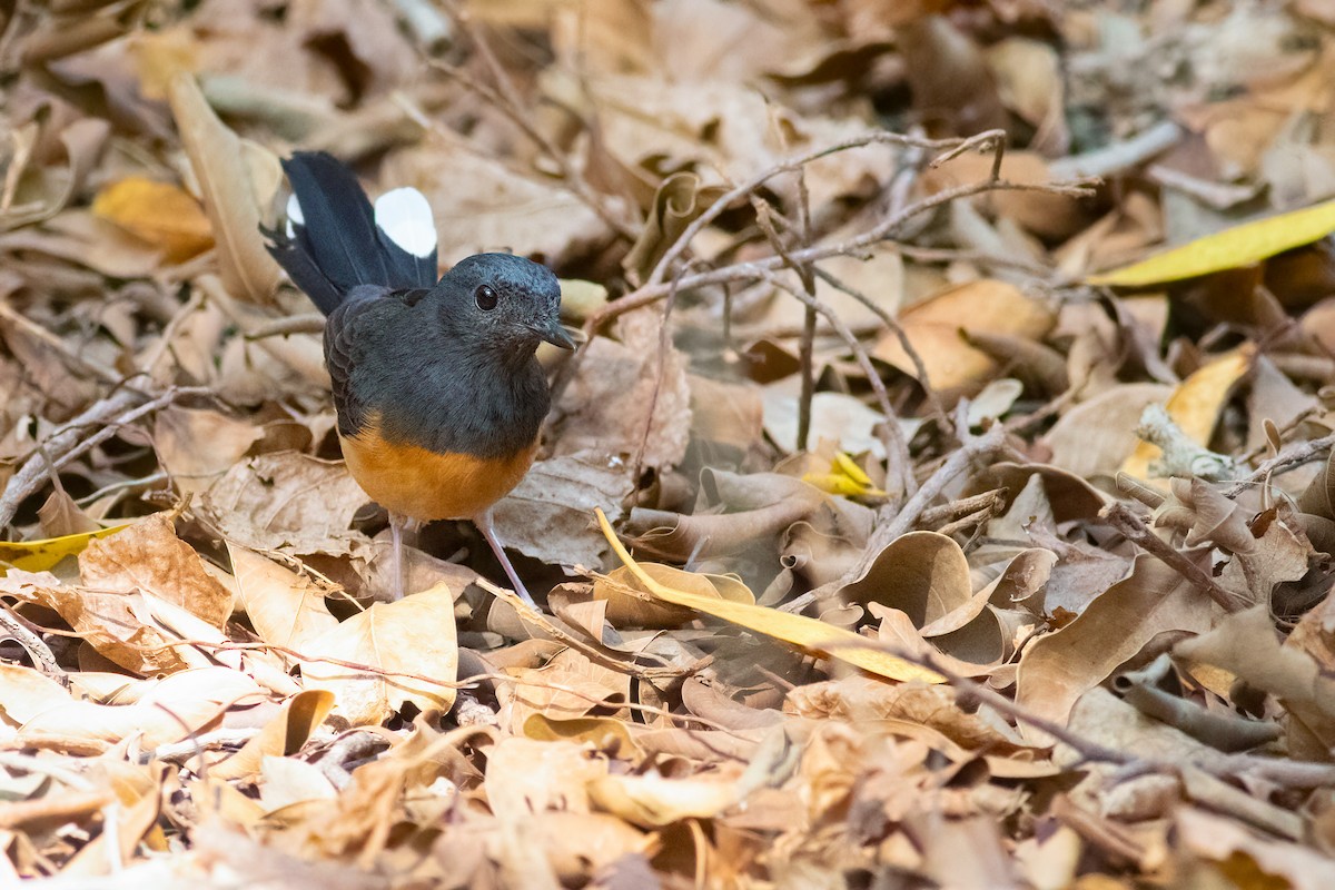 arieshama - ML646822425