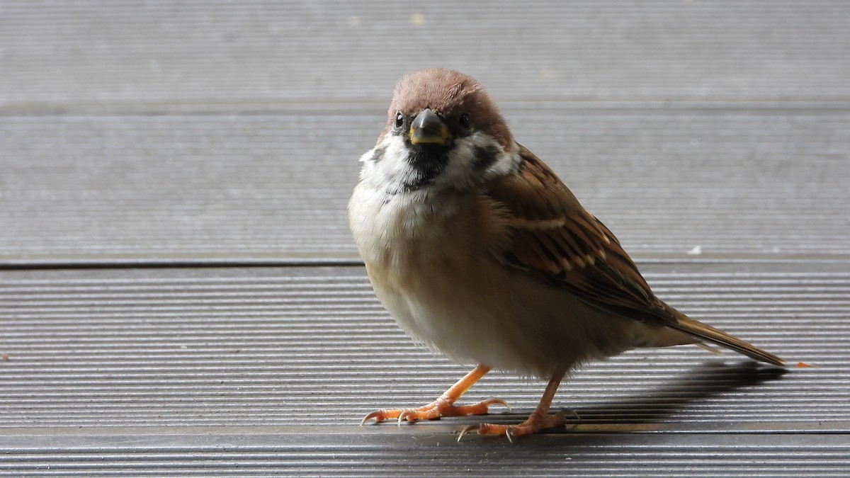 Ağaç Serçesi - ML646822428