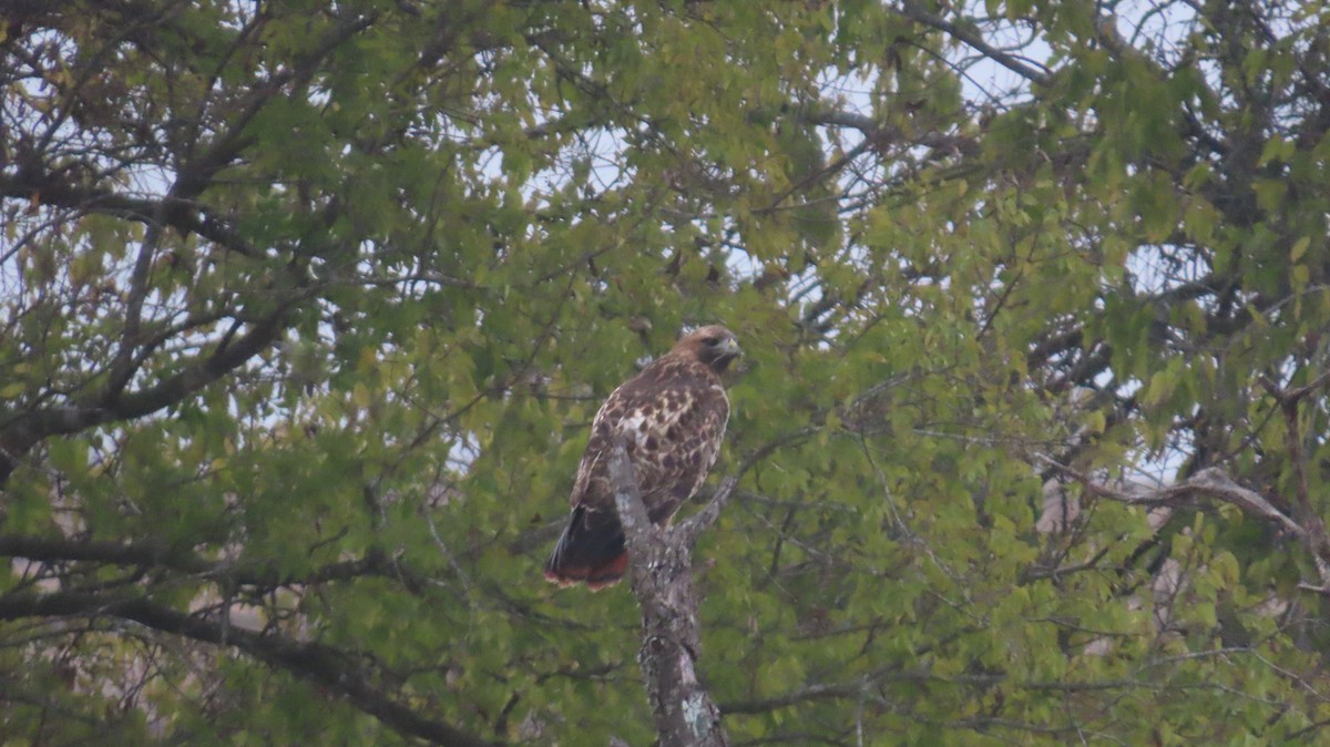 Red-tailed Hawk - ML646822432