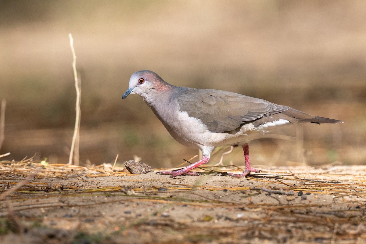 White-tipped Dove - ML646822433