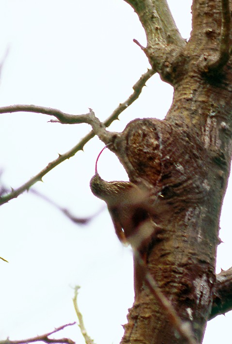 Red-billed Scythebill - ML646822434