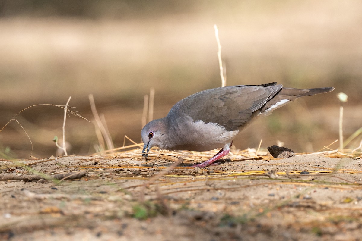 White-tipped Dove - ML646822435