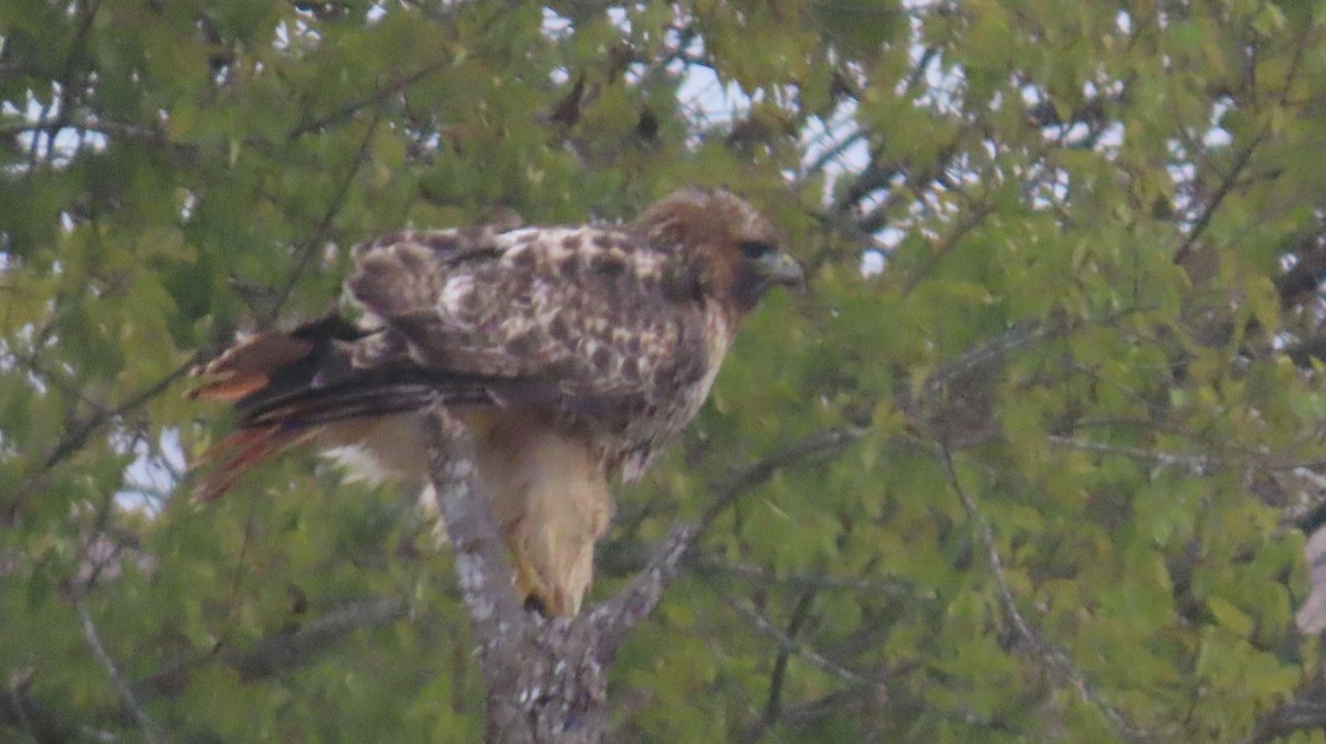 Red-tailed Hawk - ML646822437