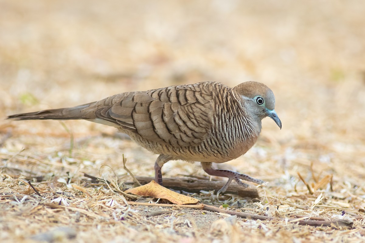Zebra Dove - ML646822441