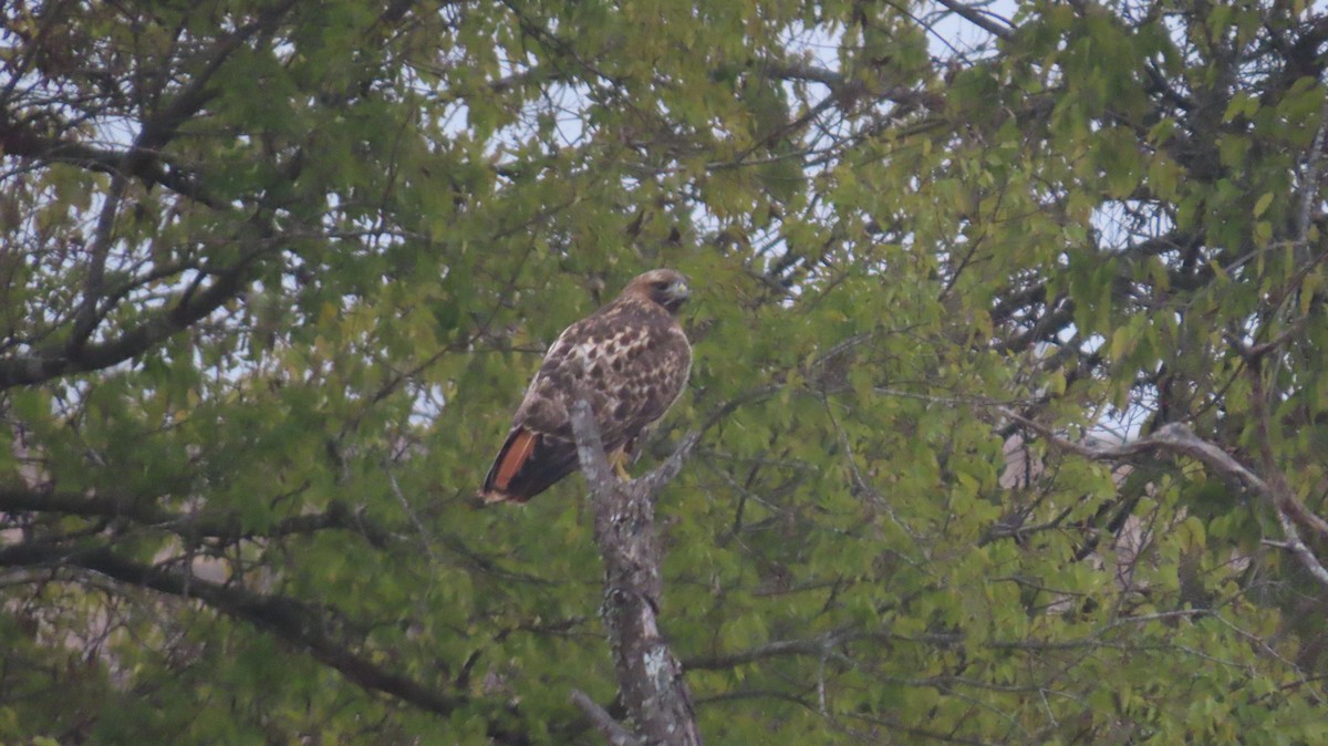 Red-tailed Hawk - ML646822442