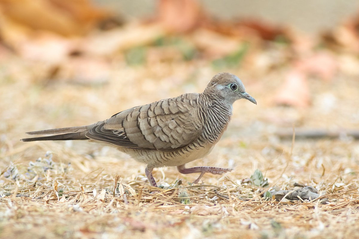 Zebra Dove - ML646822444