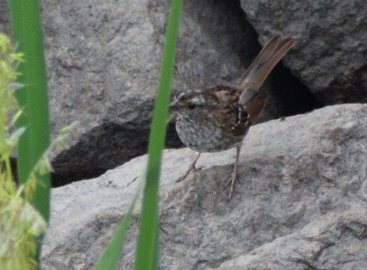 Белогорлая зонотрихия - ML646822445