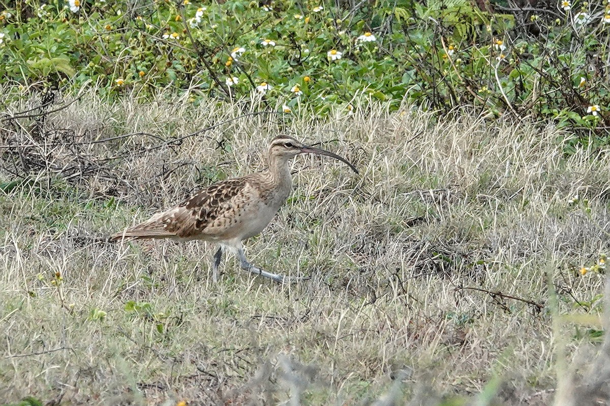 Bristle-thighed Curlew - ML646822446