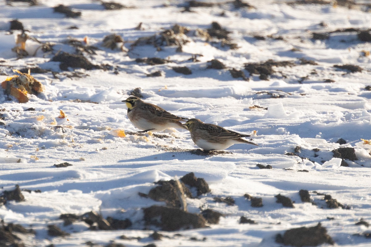 Horned Lark - ML646822447