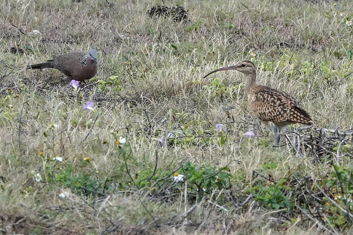 Bristle-thighed Curlew - ML646822449