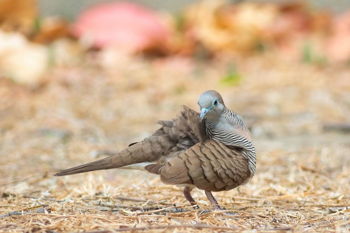 Zebra Dove - ML646822451