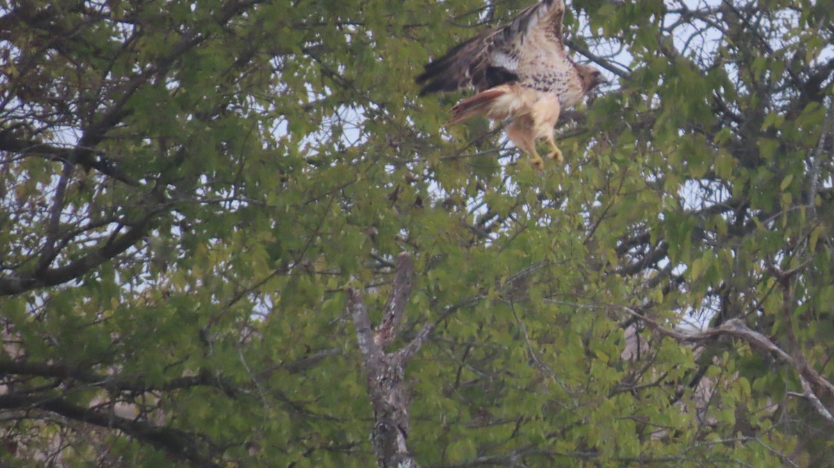 Red-tailed Hawk - ML646822452