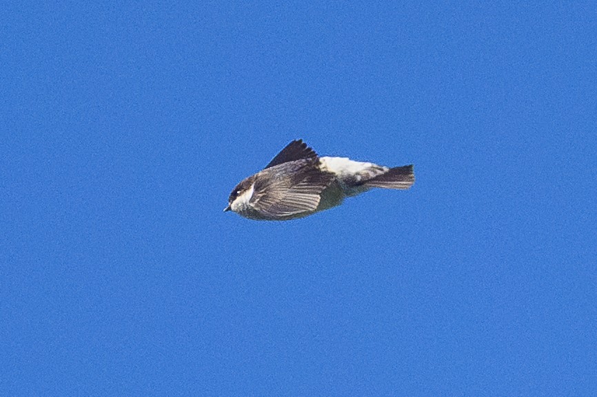 Sibirya Ev Kırlangıcı - ML646822453