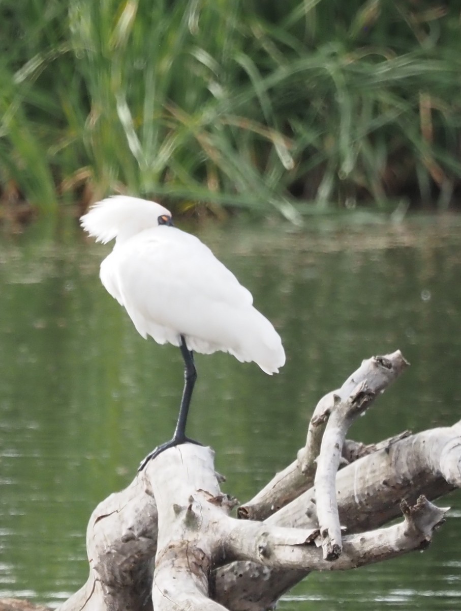 kongeskjestork - ML646822454