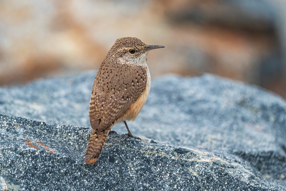 Rock Wren - ML646822456