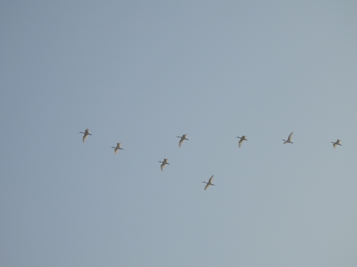 Black-headed Ibis - ML646822457