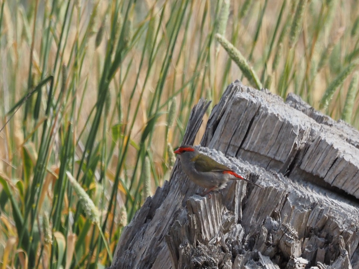 Red-browed Firetail - ML646822461
