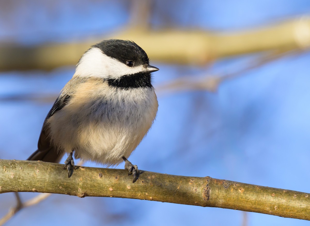 Black-capped Chickadee - ML646822463