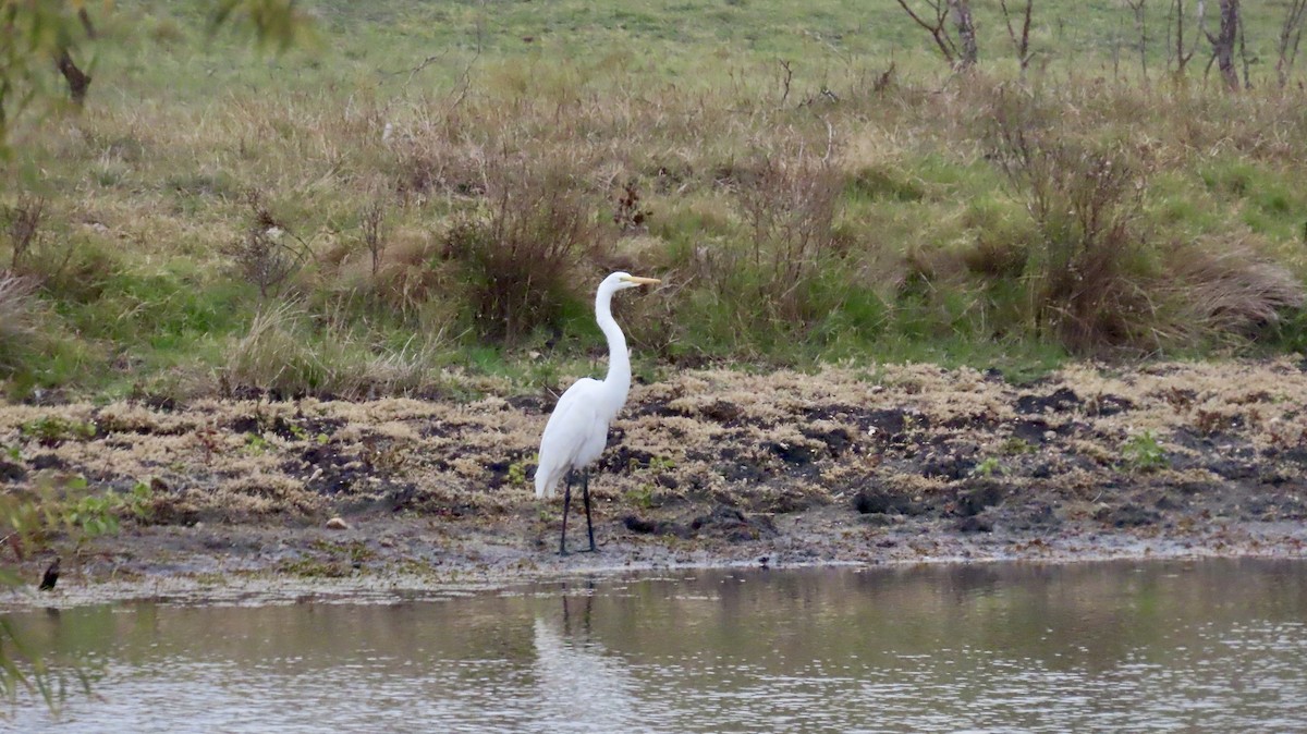 Great Egret - ML646822465
