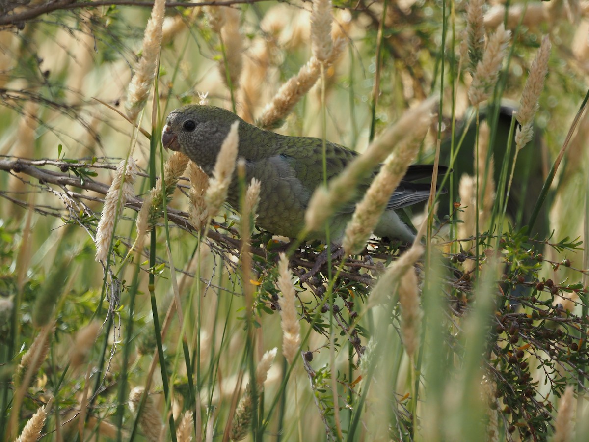 Red-rumped Parrot - ML646822467