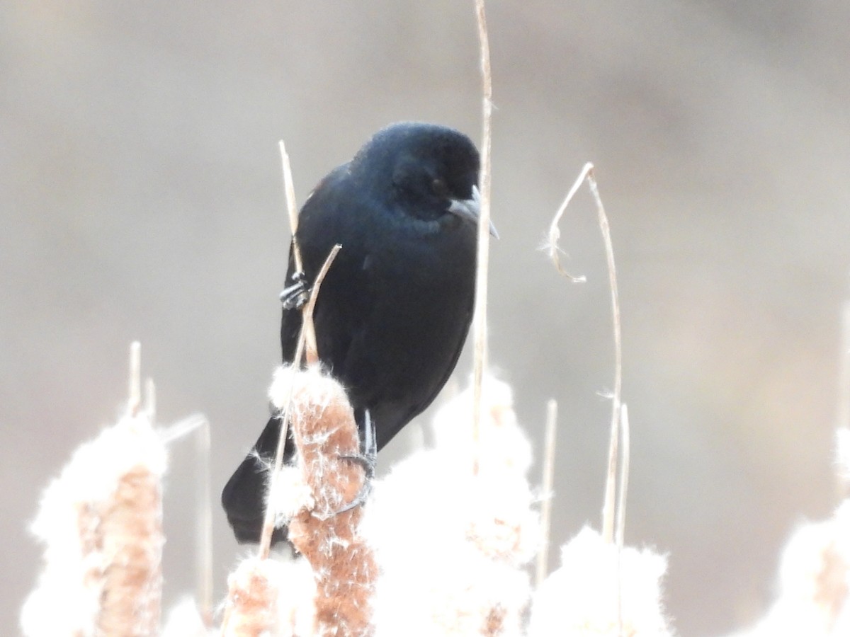 Red-winged Blackbird - ML646822469