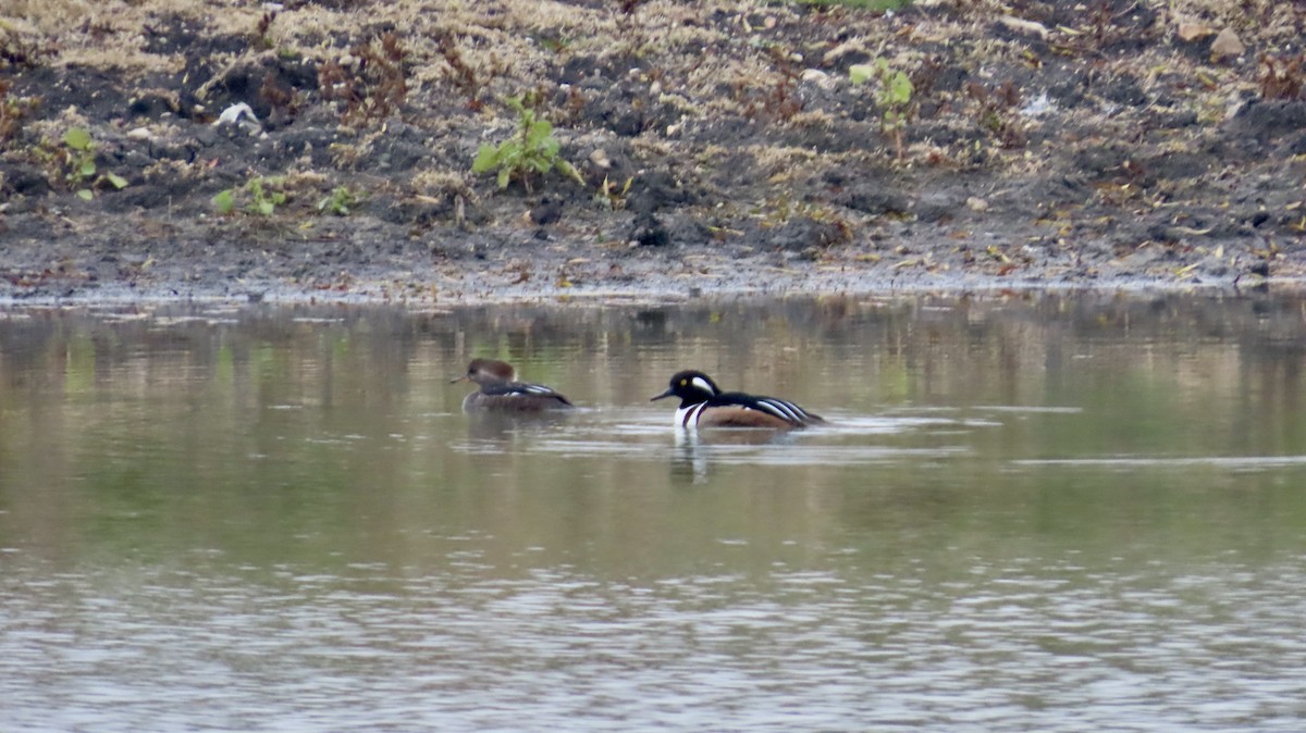 Hooded Merganser - ML646822474