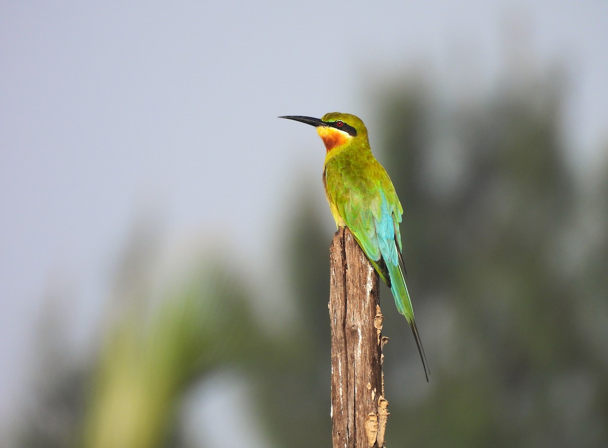Blue-tailed Bee-eater - ML646822478
