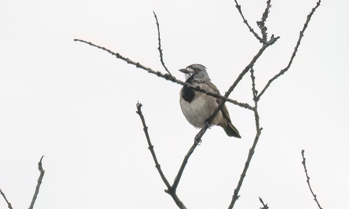 Crested Bellbird - ML646822480