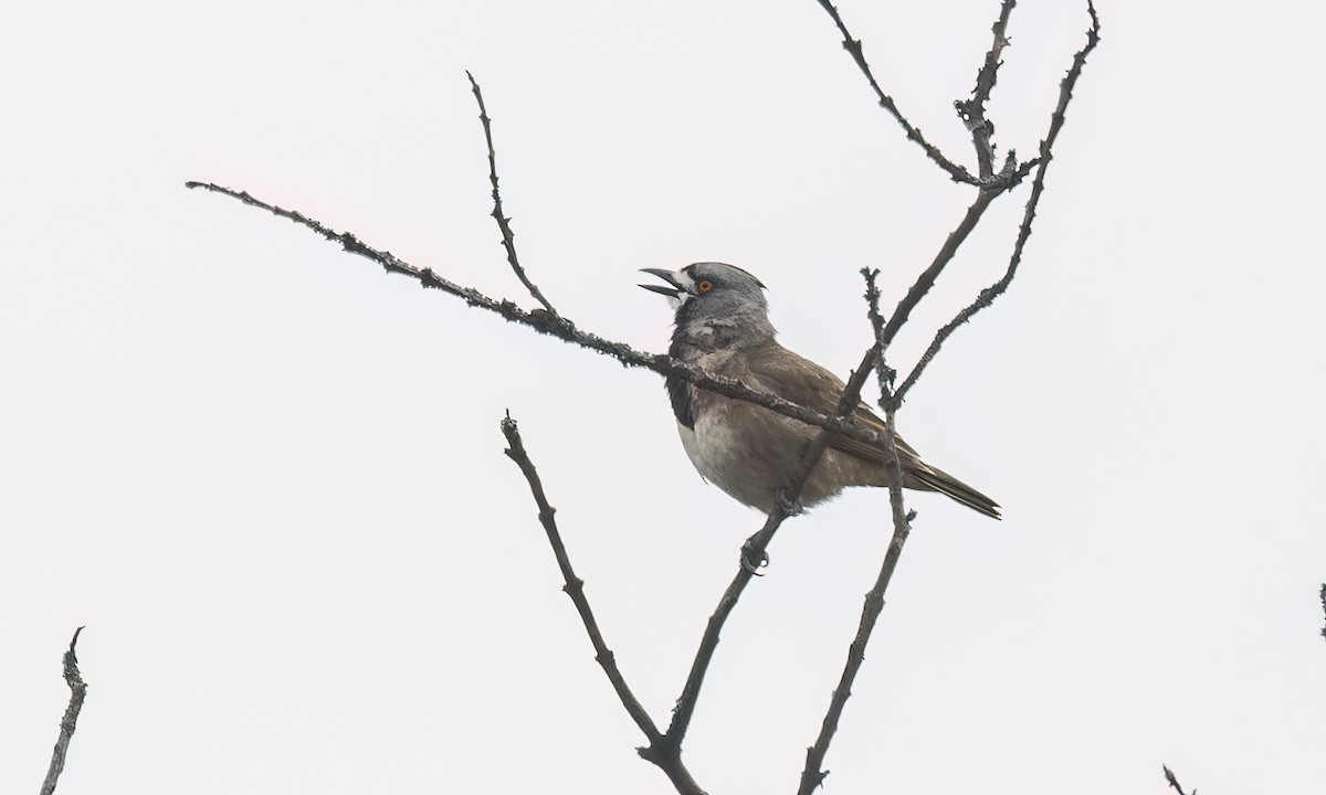 Crested Bellbird - ML646822481