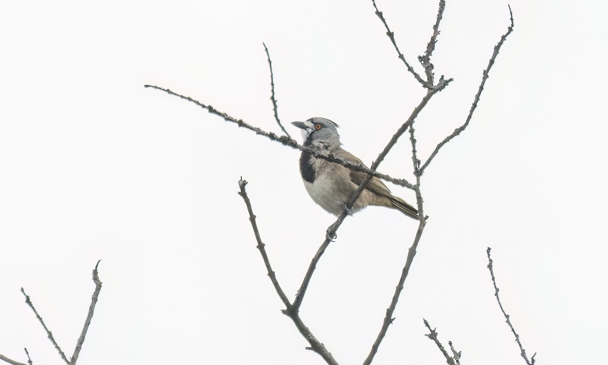 Crested Bellbird - ML646822482